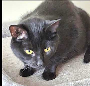 Photo of Sheba