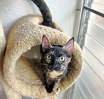 Photo of JoJo (Josephine)