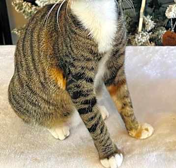 Photo of Scarlet
