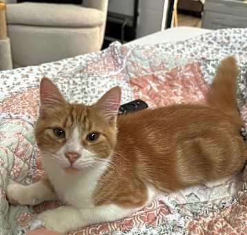 Photo of Butterscotch