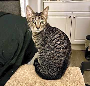 Photo of Nibbler