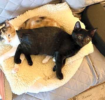 Photo of Colbie and Copper Penny