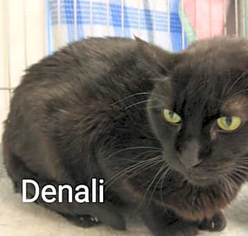 Photo of Denali
