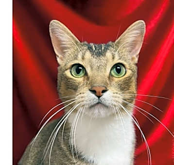 Photo of Mozzarella