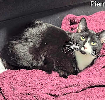 Photo of Pierre