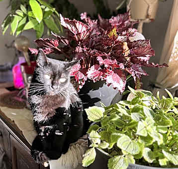 Photo of Gidget