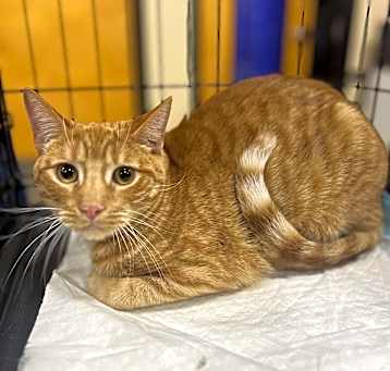 Photo of Mango