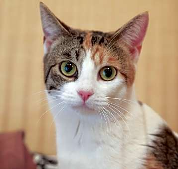 Photo of Gigi