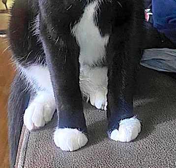 Photo of Tuxey