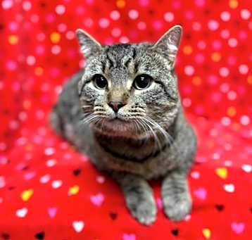 Photo of Ricky - IN FOSTER