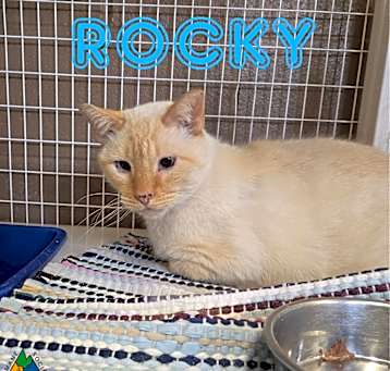 Photo of Rocky