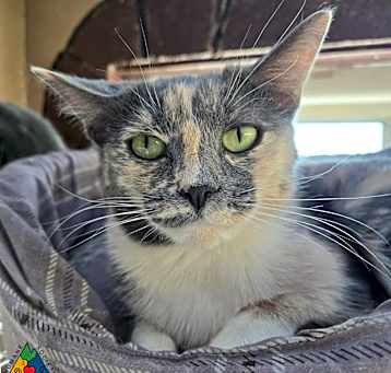 Photo of Magnolia
