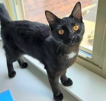 Photo of Sonnet