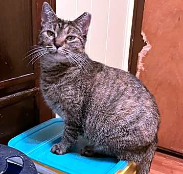 Photo of Miss Honey