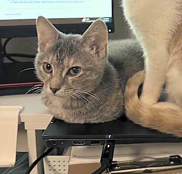 Photo of Dottie