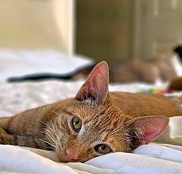 Photo of Felix