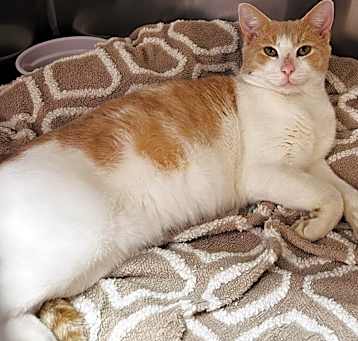 Photo of Bowser