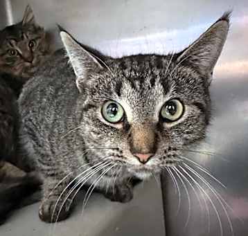 Photo of Pizza (PetSmart)