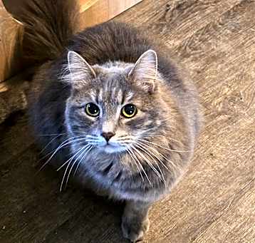 Photo of Mitsu