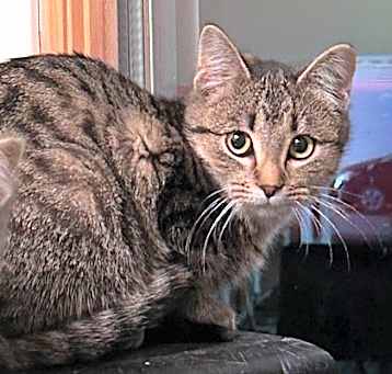 Photo of Hesitant Henrietta