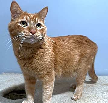 Photo of Mango