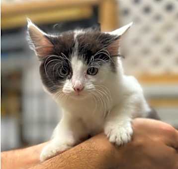 Photo of Vesta