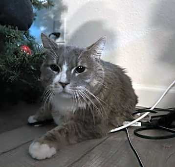 Photo of Lucky