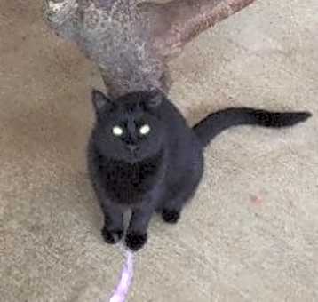 Photo of Calypso