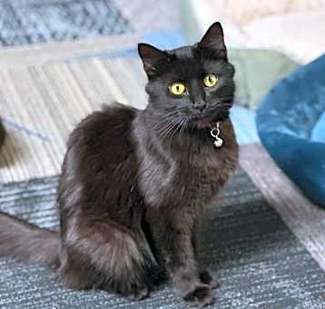 Photo of Sable