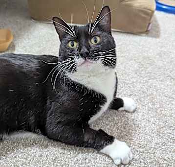 Photo of Mauve