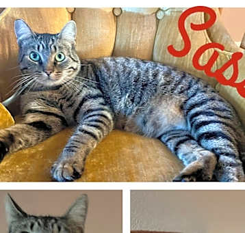 Photo of Sassy