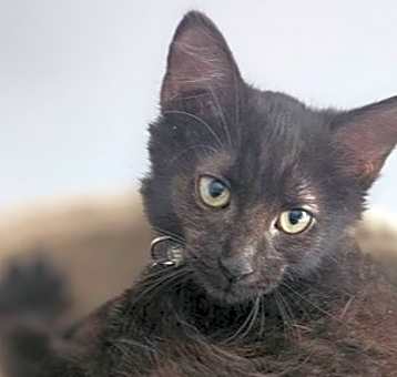 Photo of Ms. Olaf