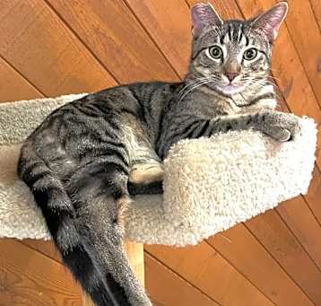 Photo of Benji