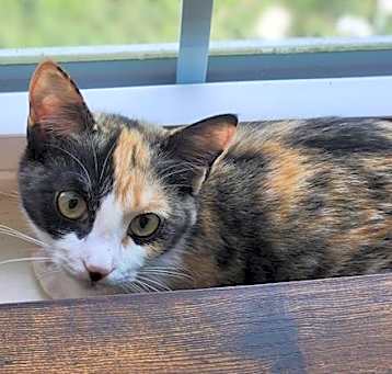Photo of PEPPER