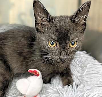 Photo of Cupid