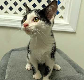 Photo of Comet