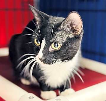 Photo of Julietta