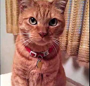 Photo of Simba (Courtesy Post)