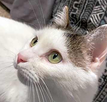 Photo of Precious