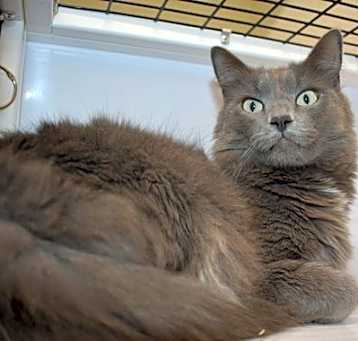 Photo of Rosie Kitty