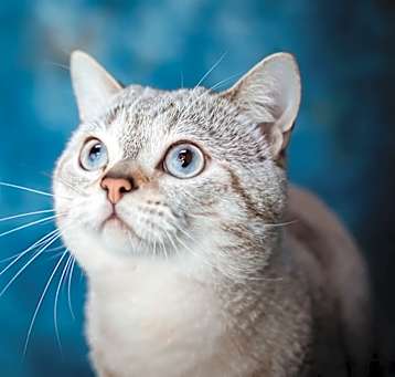 Photo of TEST181224Cat1