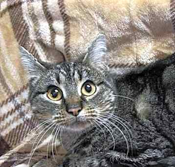 Photo of Kitty Kitty