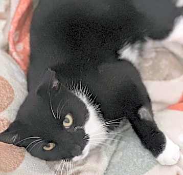 Photo of Panther