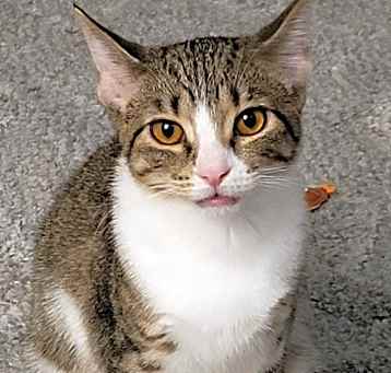 Photo of Sesame