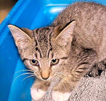 Photo of Angel