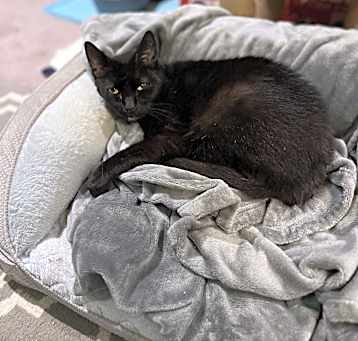Photo of Morticia