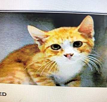 Photo of Golden