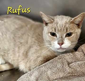 Photo of Rufus