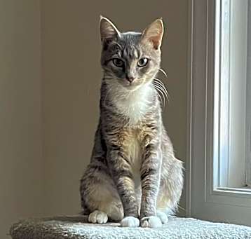 Photo of Opal-a Gem