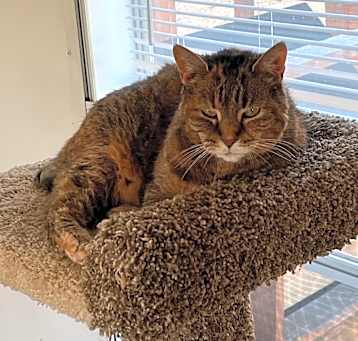 Photo of Amber